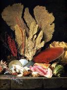 Still-Life with Tuft of Marine Plants, Shells and Corals